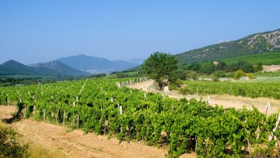 Крым разработал программу возрождения виноградарства и чаирных садов