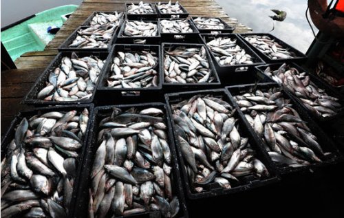 Эксперт рассказал, как изменится цена на рыбу после расширения санкций