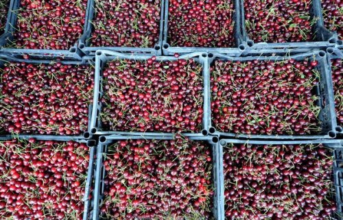 Россия запретила транзит в Казахстан из Белоруссии 37 тонн свежих польских ягод 