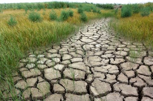 В РФ площадь гибели посевов от засухи выросла до 1,7 млн га