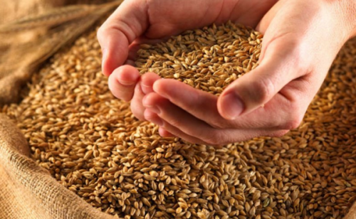 Россия получит урожай в сто миллионов тонн зерна