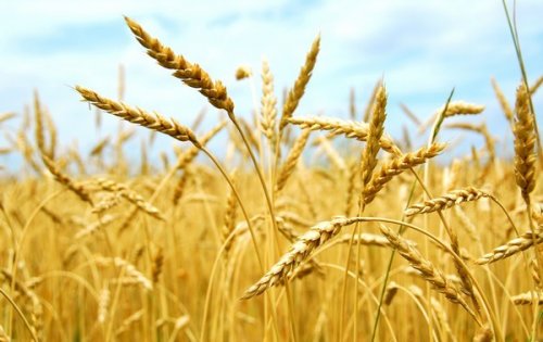 В России вывели уникальный сорт пшеницы с большой урожайностью