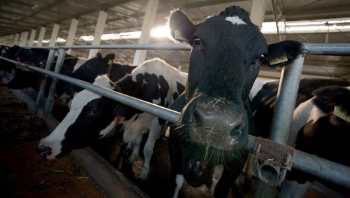 Малоимущие семьи Тувы получат от властей по корове