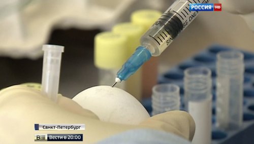 В Россию идет свиной грипп: что нужно знать о вирусе и как защититься