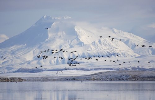 "Дай миллиард" - сенаторы США хотят денег на новый ледокол для борьбы за Арктику