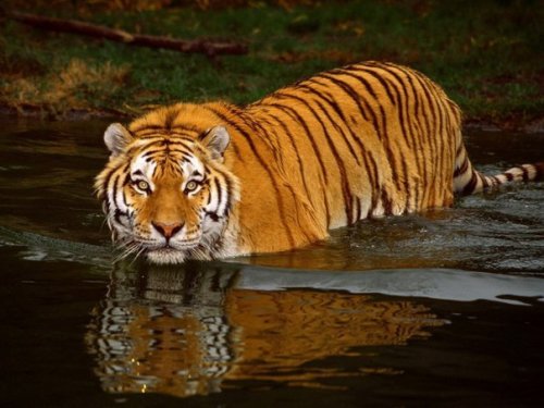 Интересные факты об амурских тиграх