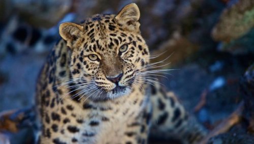 Леопард из Праги станет "соседом" Амура и Тимура в Приморье