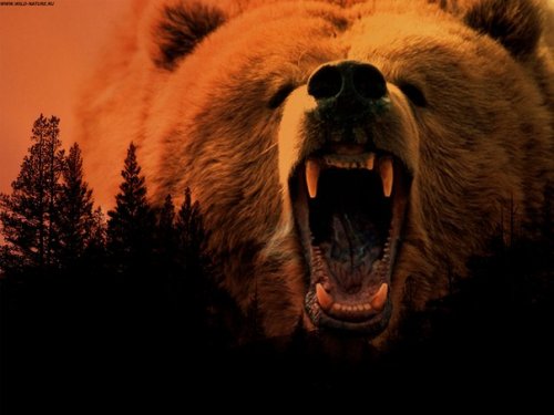 У медведя русский характер