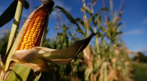 Российские продукты будут пользоваться колоссальным успехом из-за отсутствия ГМО