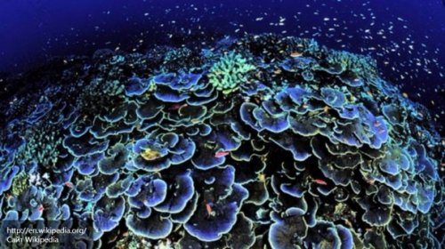 ООН собирается поделить ресурсы мирового океана
