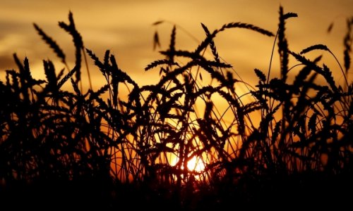 США уступили России в "пшеничной войне"
