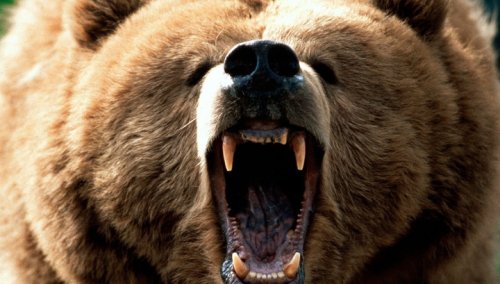 В Финляндии медведь напугал 3000 финских солдат и сорвал учения