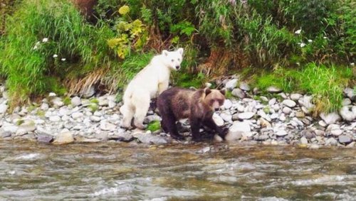 Чудо природы: туристам на Камчатке встретился бурый медведь-альбинос