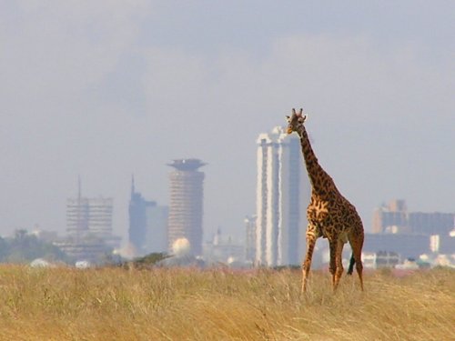 Найроби. Экзотическая Кения