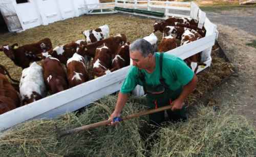 Росстат: в России продолжается рост производства продукции животноводства