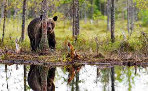 Русских бояться — лес не валить