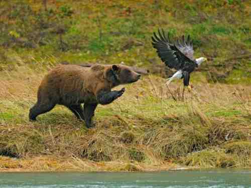 Медведь выходит на охоту
