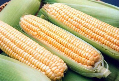 Госдума предлагает запретить ГМО