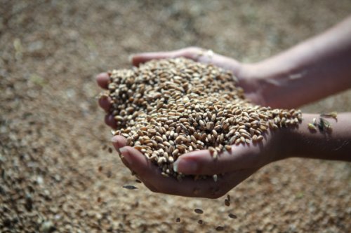 Посол РФ: Россия готова продать Китаю до 30 млн тонн зерна в этом году