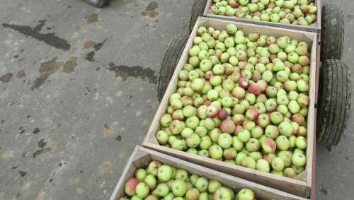 В Россию не пустил  116 тонн польских яблок