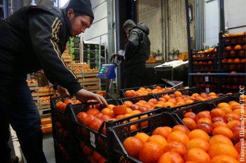 Из порта Латакии в Россию отправилась первая партия сирийских фруктов